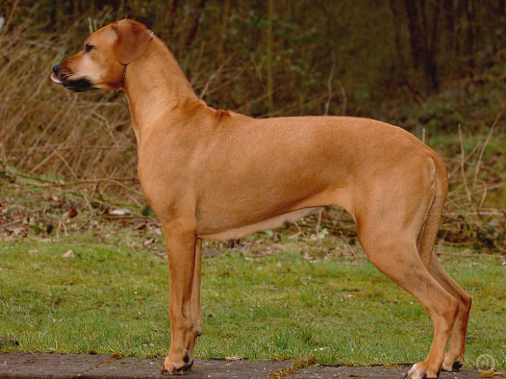 Zuritamu Qamisa, photo by Zuritamu kennel