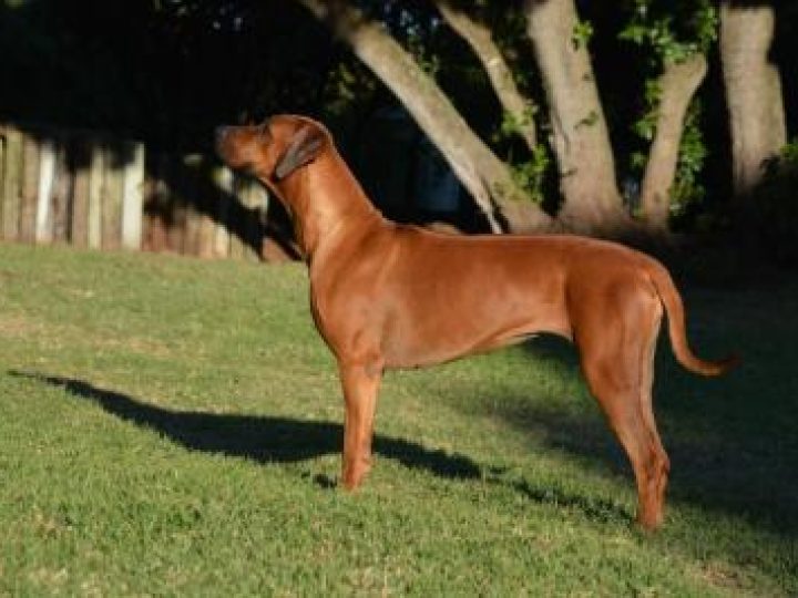 Karoskloof Duke's Orange