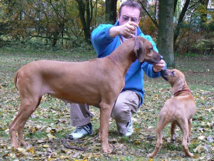 Twiny Ayaba, photo: Ayaba Kennel