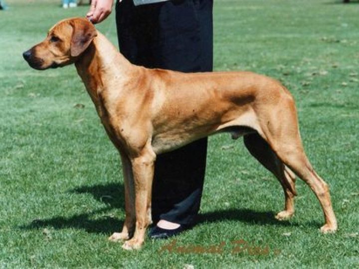 Rijstone Diesel N Dust, photo: Rijstone kennel