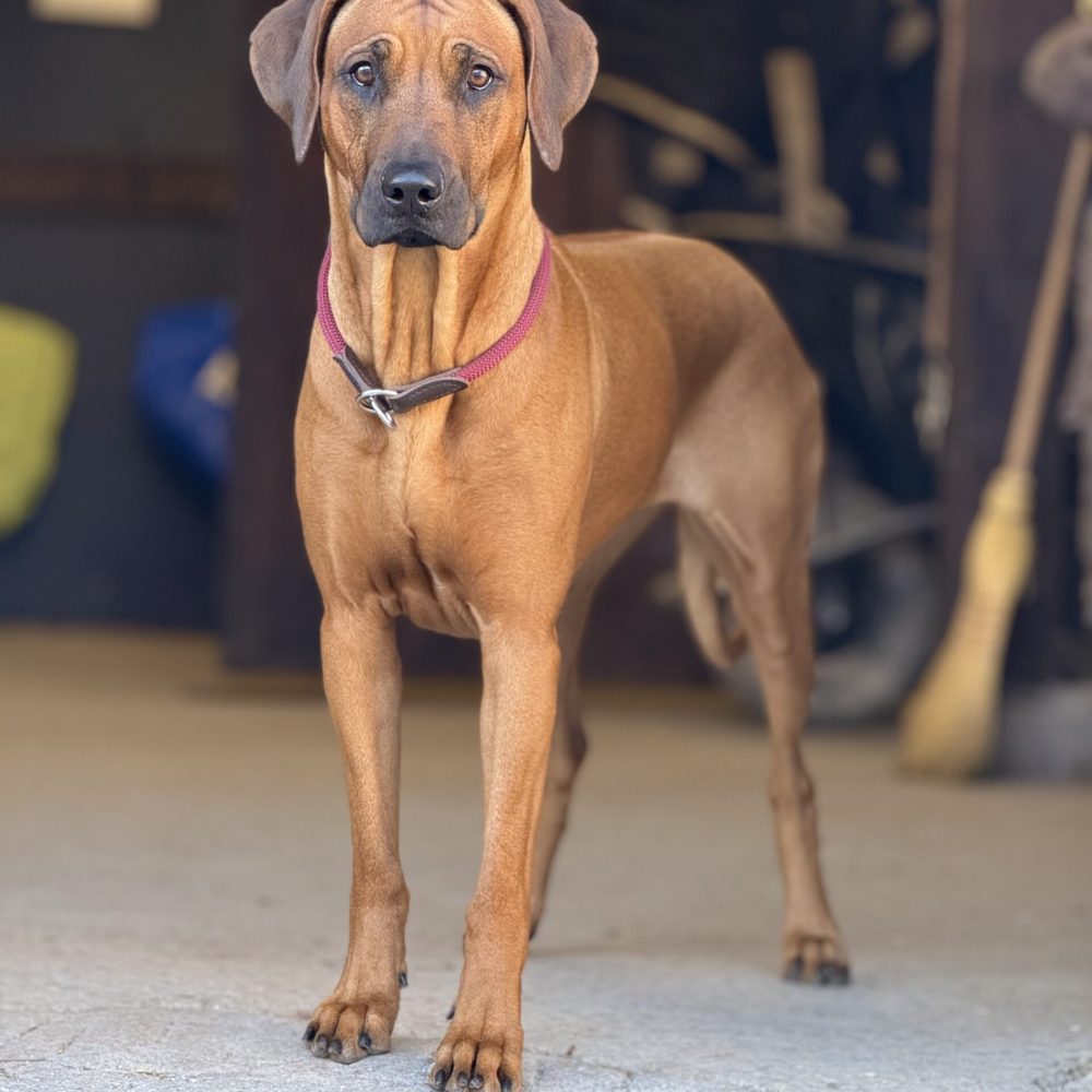 Hedda 2,5 years