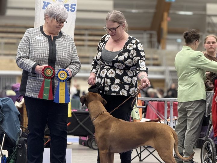 Hedda 2,5 years - New champion! With honorable judge Marjo Nygård, FIN