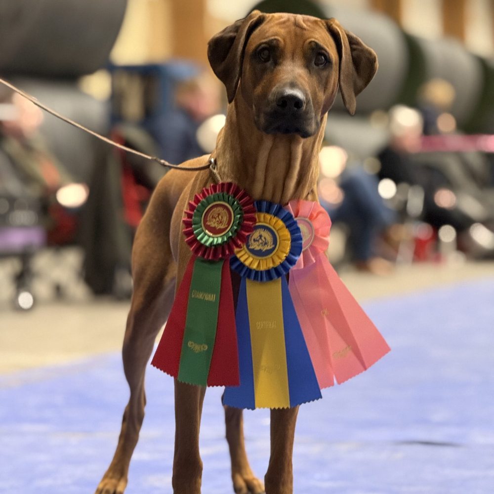 Hedda 2,5 years - New champion!