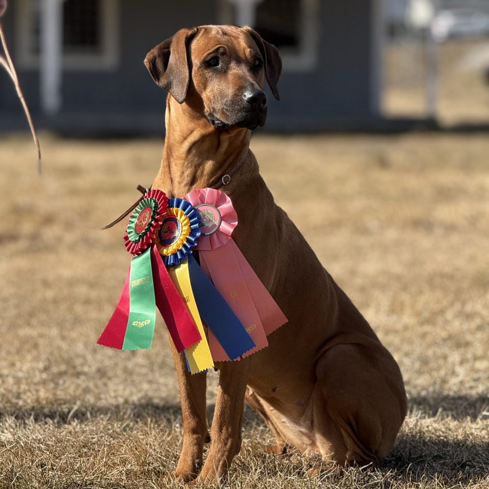 Hedda 2,5 years - New champion!