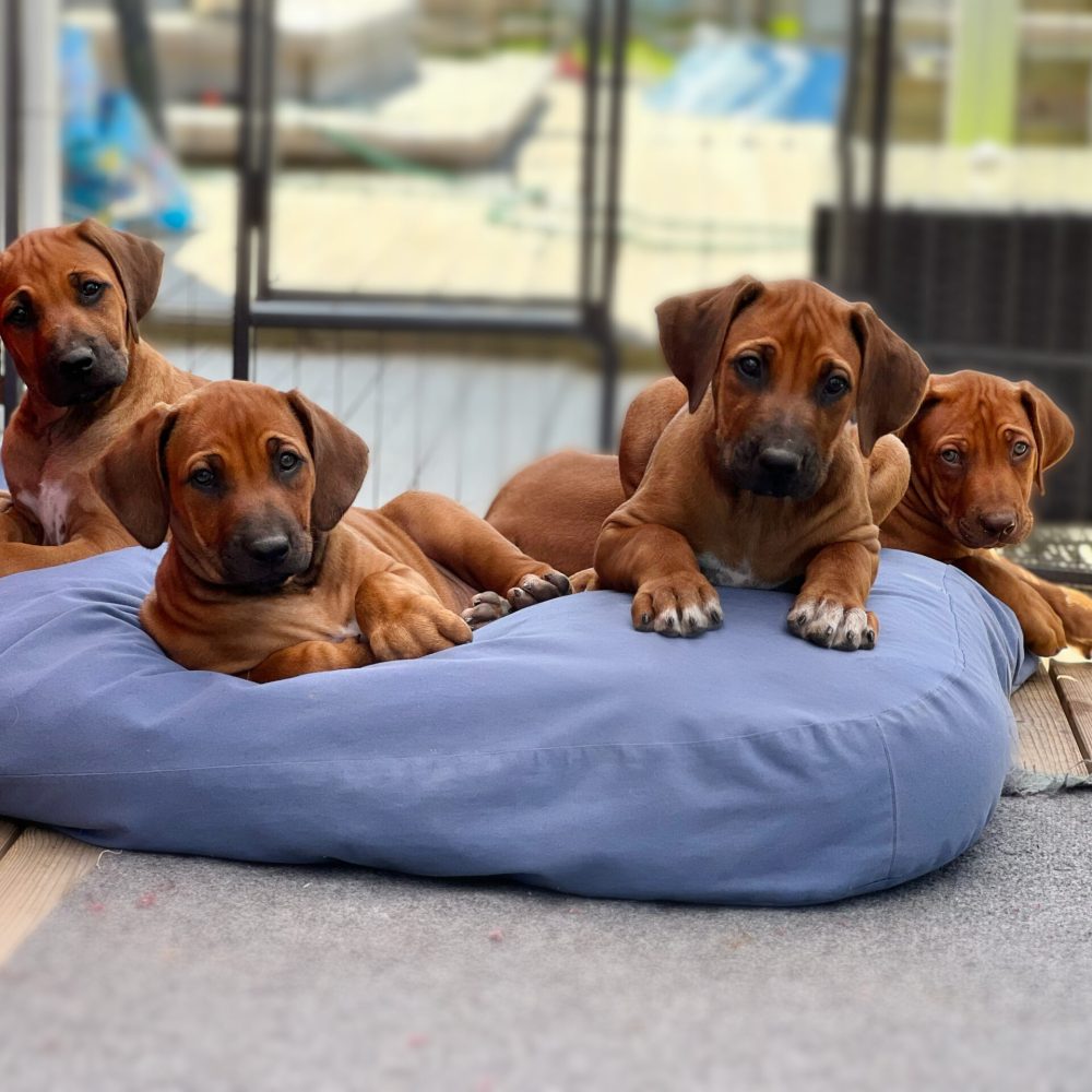 High life puppies