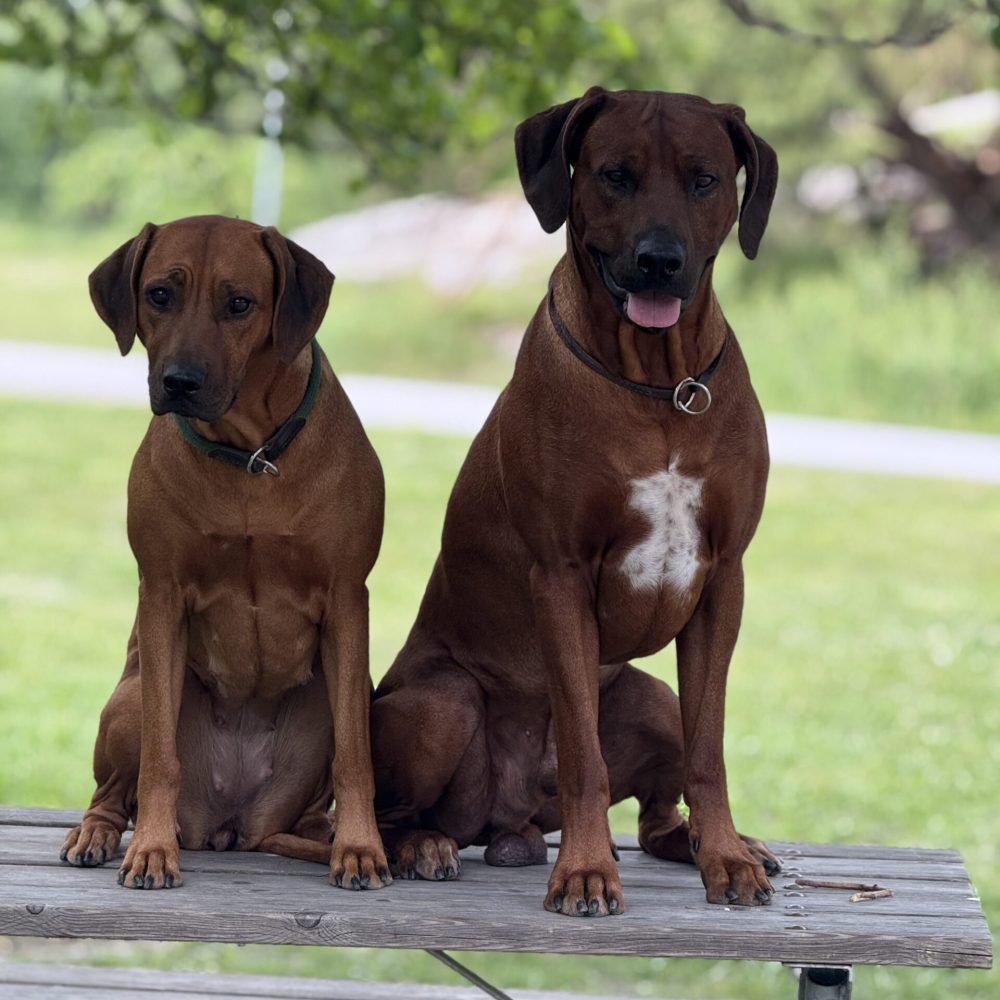 Saba & Pago 2,5 years