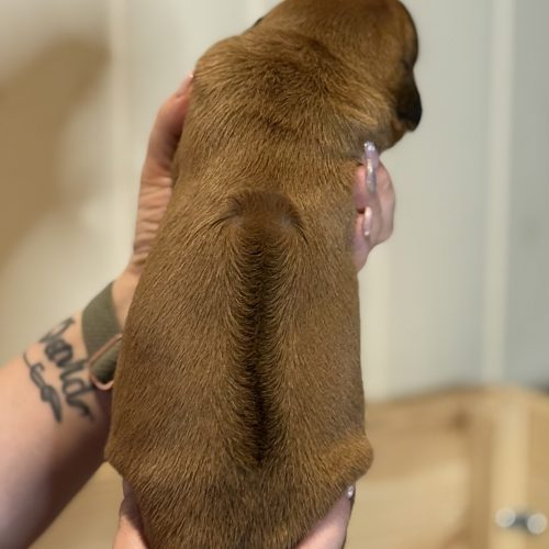 Putte 1 week