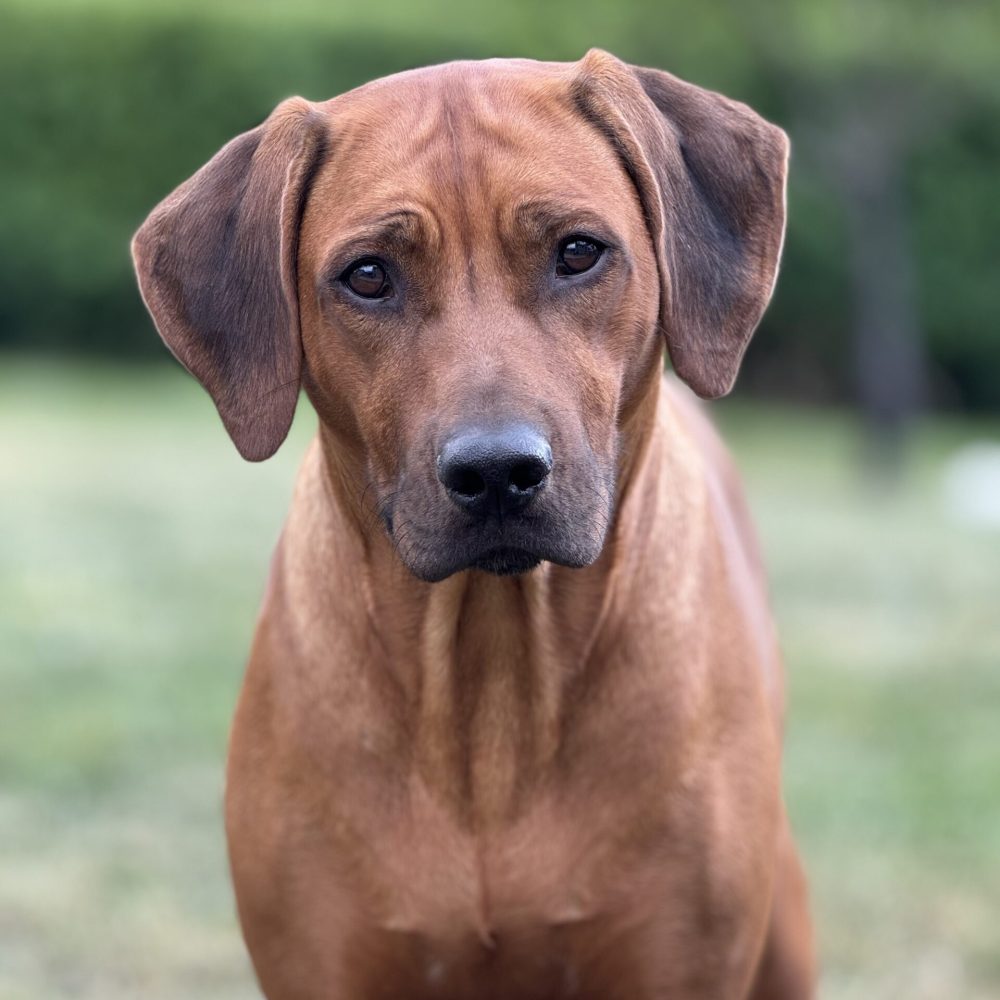 Saba 2,5 years