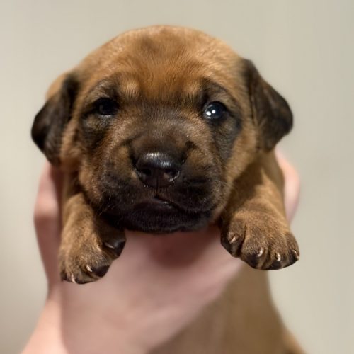 Putte 2 weeks
