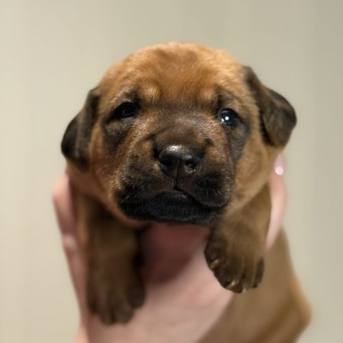 Putte 2 weeks