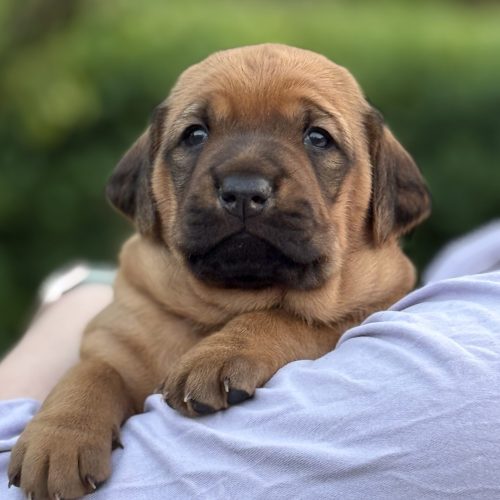 Putte 3 weeks