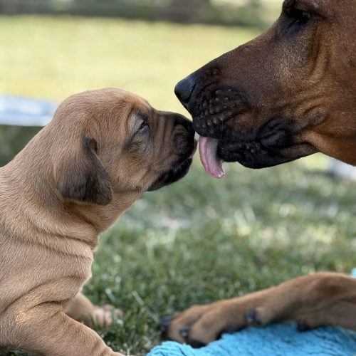 Putte 3 weeks