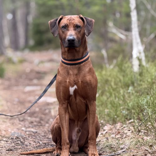 Theodor 2,5 years