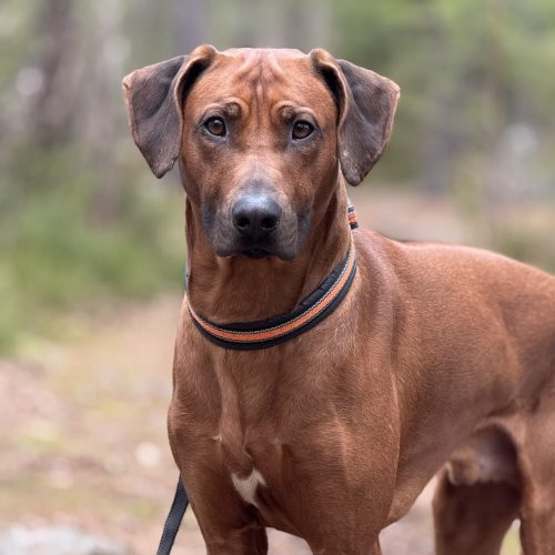 Theodor 2,5 years