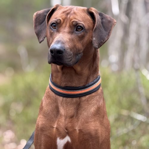 Theodor 2,5 years