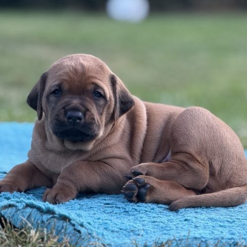 Putte 3 weeks