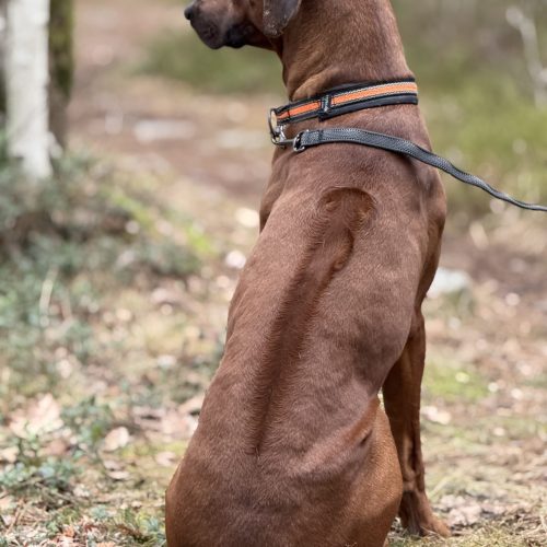 Theodor 2,5 years