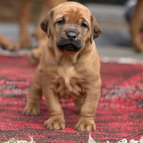 Putte 4 weeks
