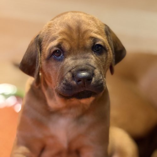 Putte 4 weeks