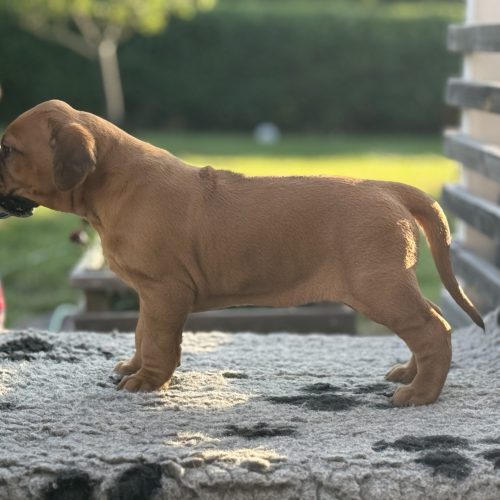 Putte 4,5 weeks