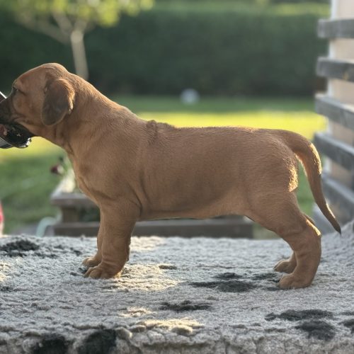 Putte 4,5 weeks