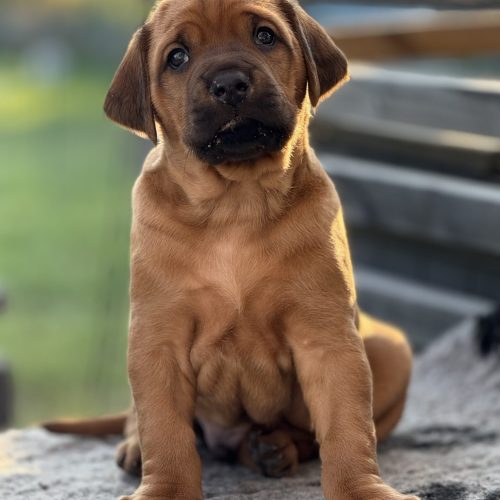 Putte 4,5 weeks