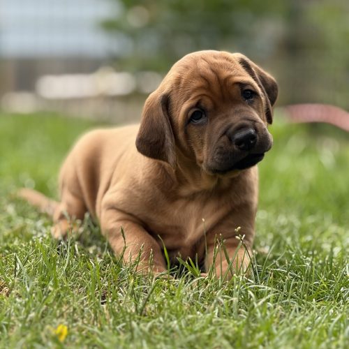 Putte 4,5 weeks