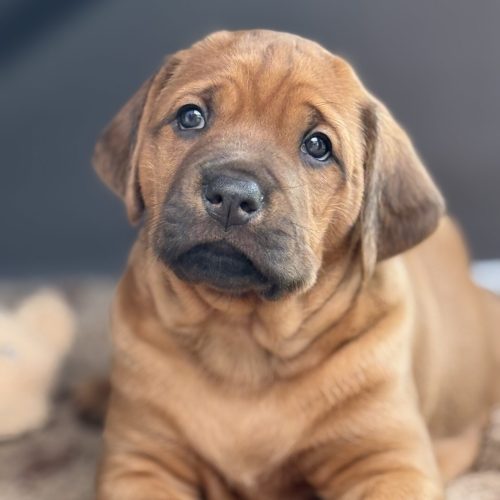 Putte 4,5 weeks