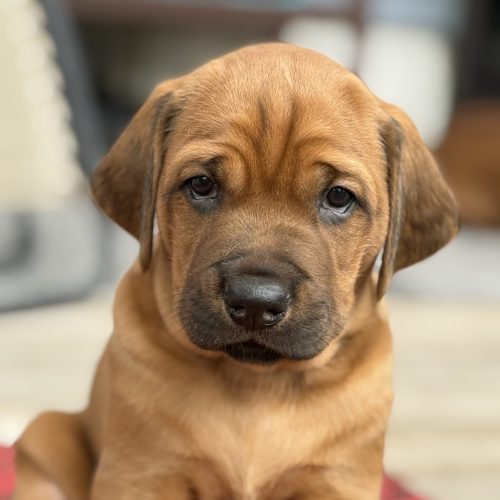 Putte 5 weeks
