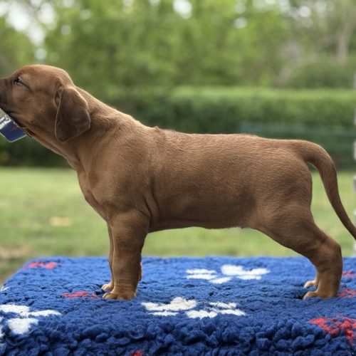 Putte 5 weeks