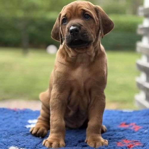 Putte 5 weeks