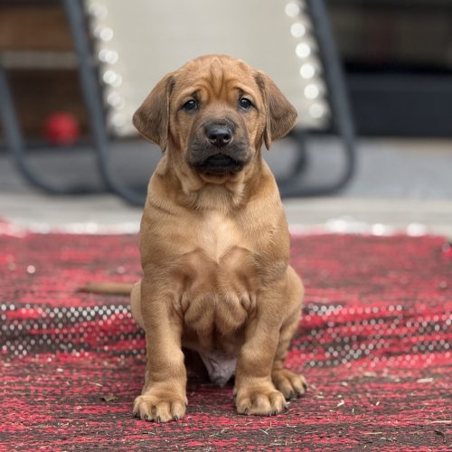 Putte 5 weeks