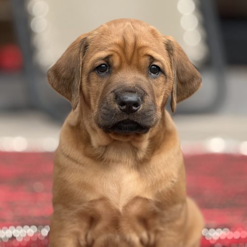 Putte 5 weeks