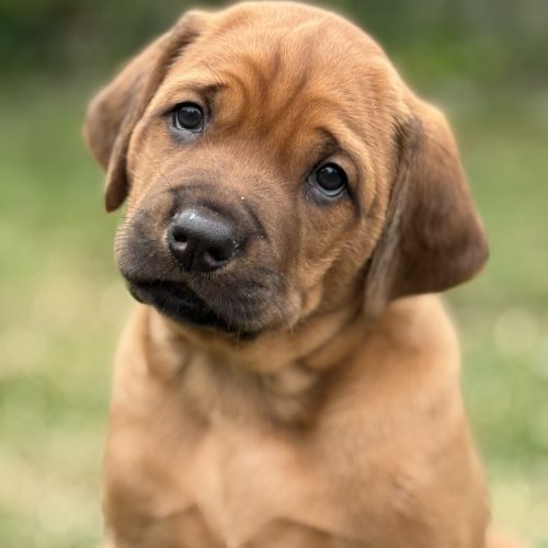 Putte 5 weeks