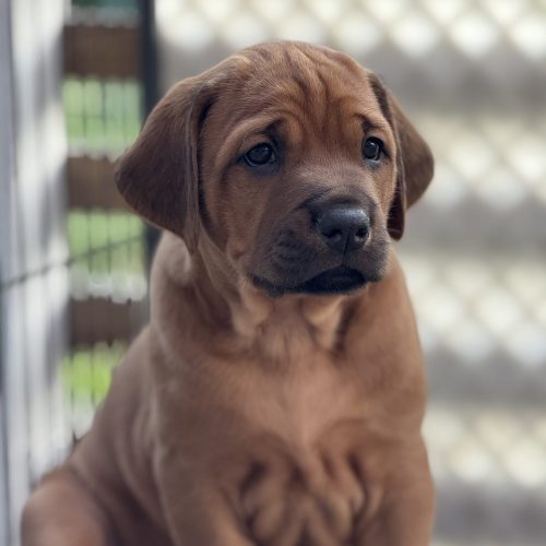 Putte 5 weeks