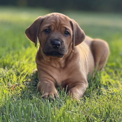 Putte 5,5 weeks
