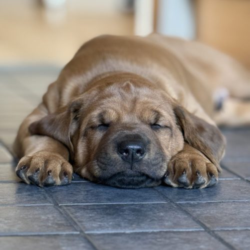 Putte 5,5 weeks