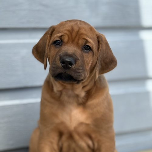 Putte 5,5 weeks