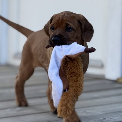 Putte 5,5 weeks
