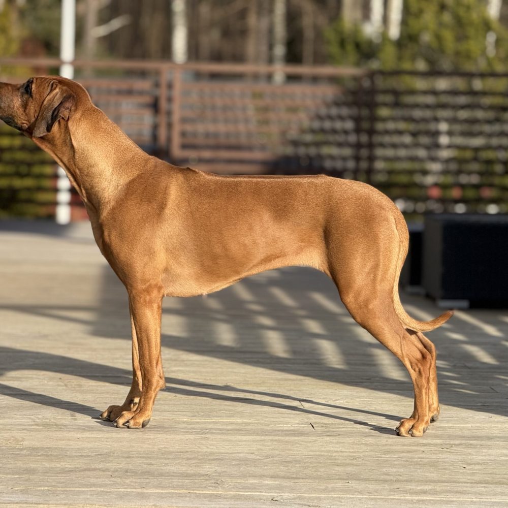 Hedda 2,5 years