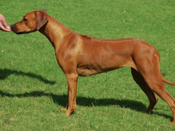 Karoskloof Edel Zinzi, photo by Karoskloof Kennels