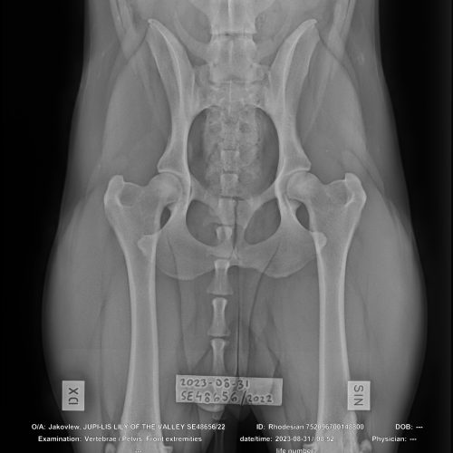 Saba HD X-rays (A/A)
