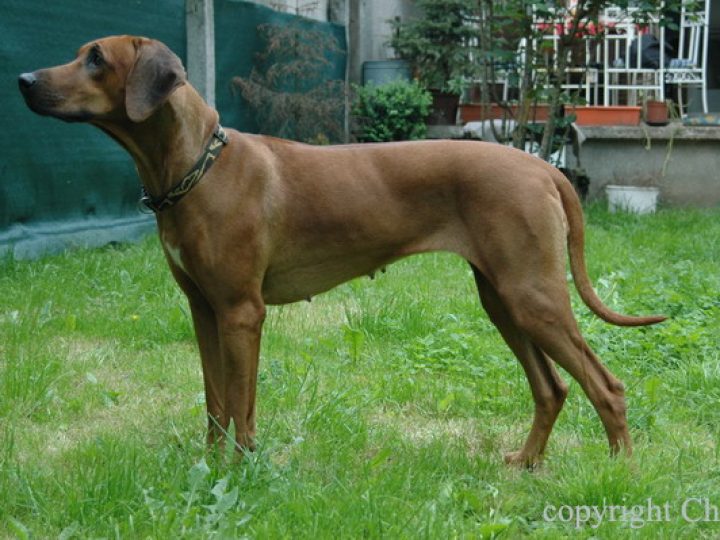 Nandi Ayaba, photo: Ayaba Kennel
