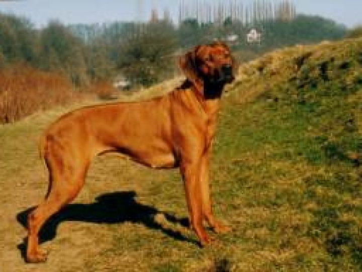 Haiba Kaisoon A Sun Beams Gentle, photo: Haiba Kaisoon kennel