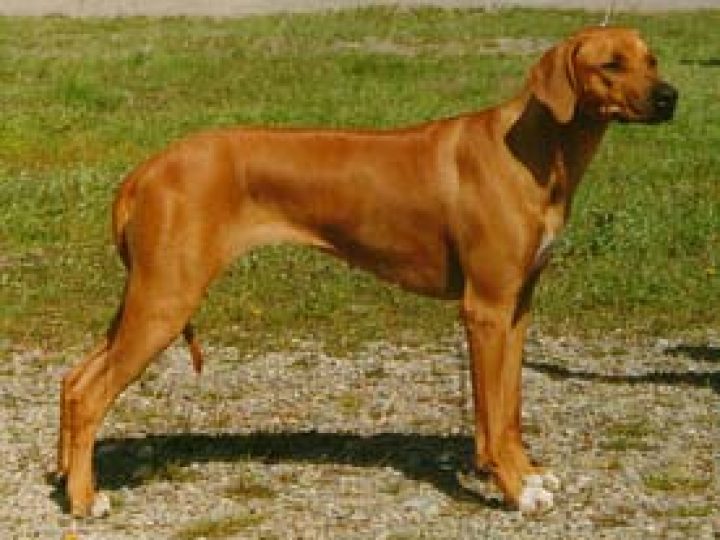 Aslan's Dolly Of Ikimba, photo: Ikimba kennel