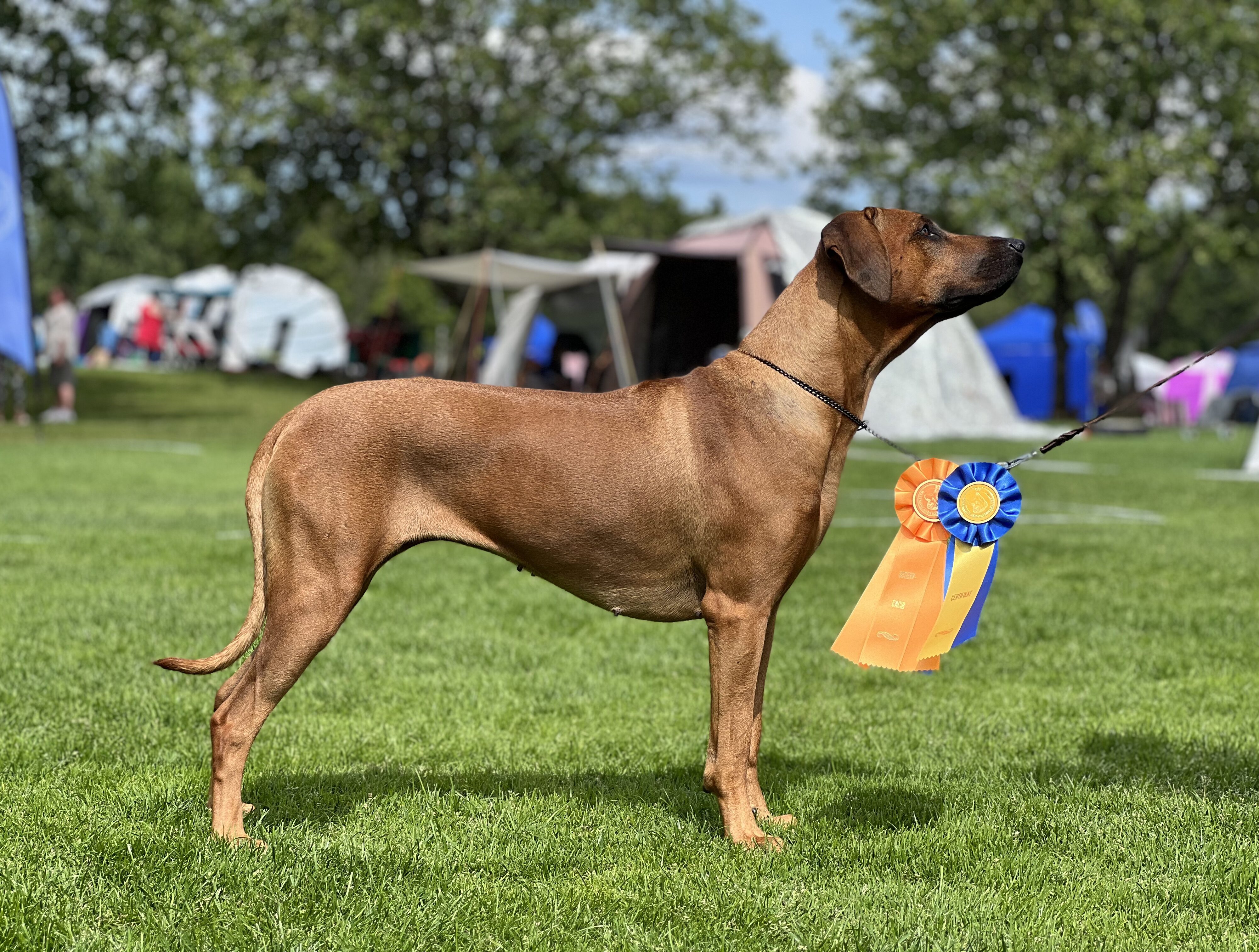 Hedda winning her first CAC (22 months)
