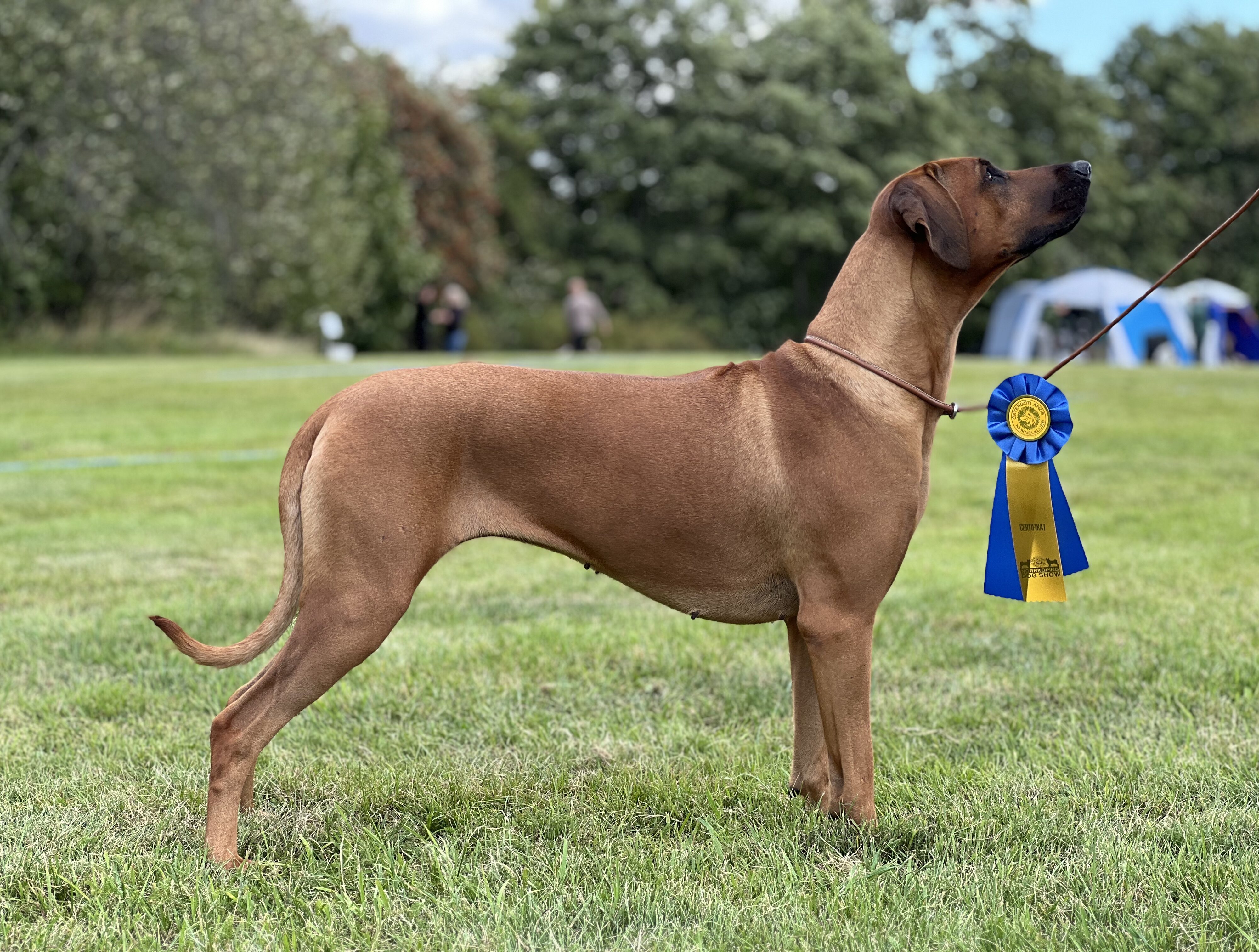 Hedda CAC-winner Norrköping 2024 (23 months)