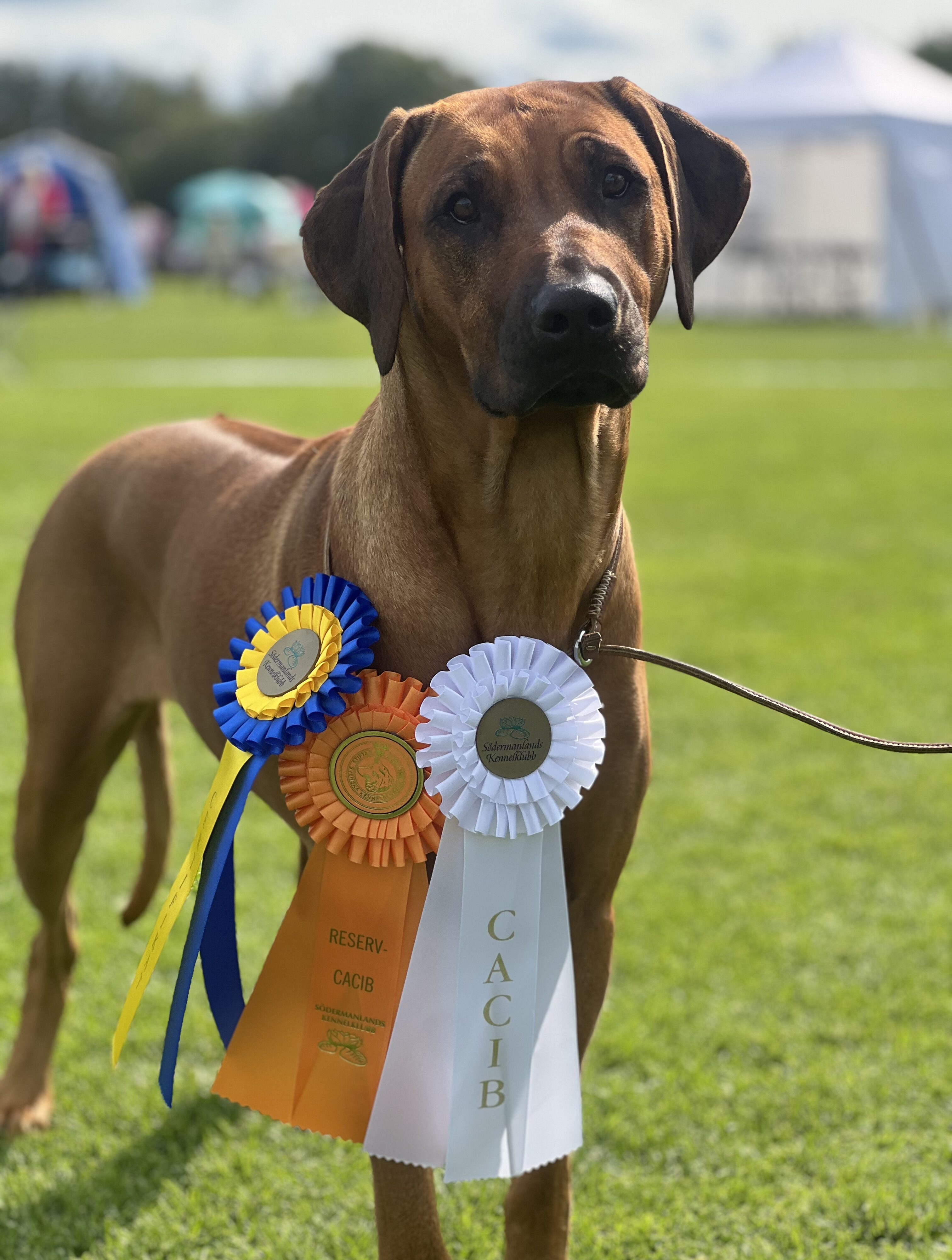 Hedda CAC-winner Eskilstuna 2024 (23 months)