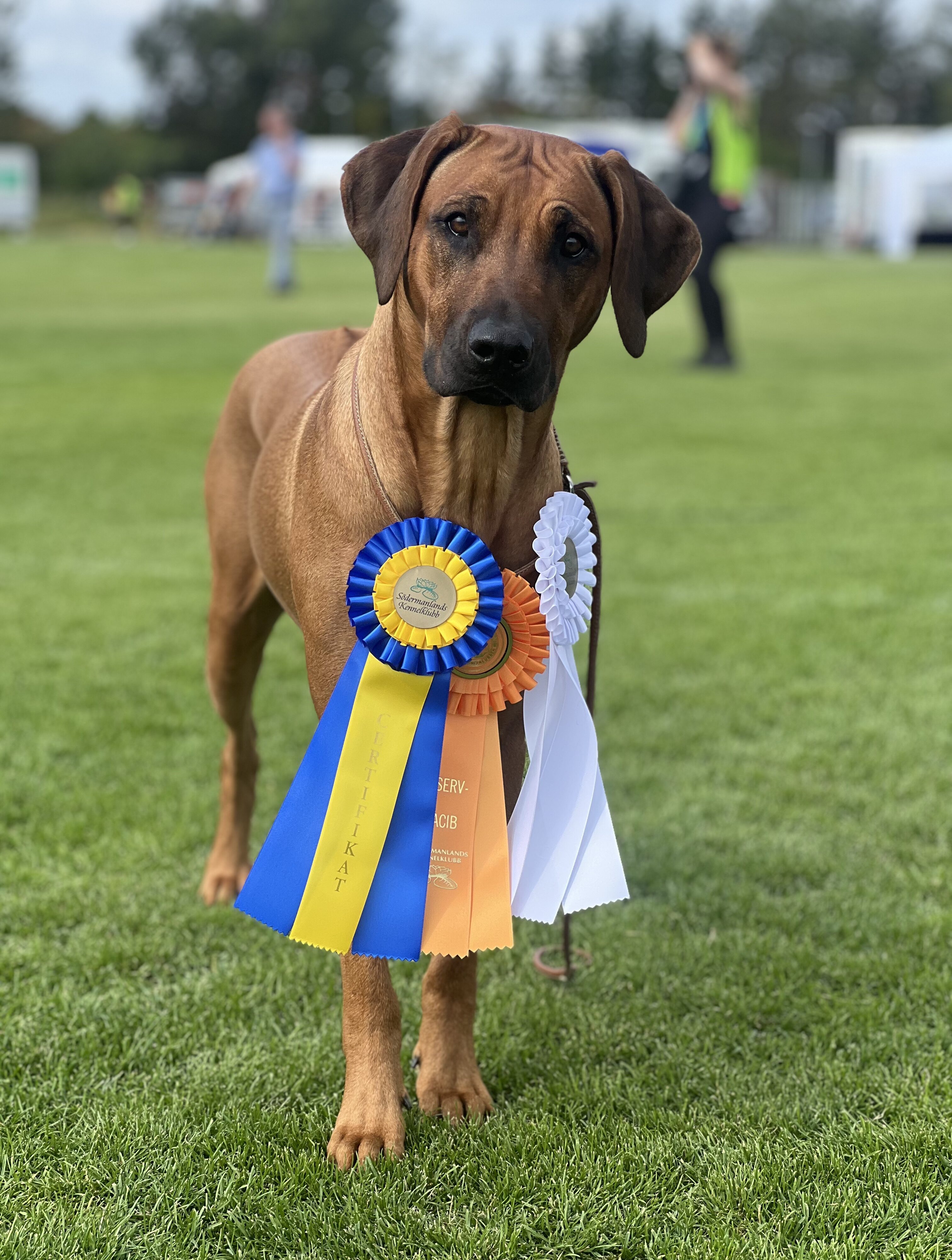 Hedda CAC-winner Eskilstuna 2024 (23 months)