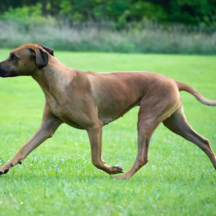 Hedda movement 2 years